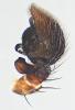 Xysticus luctator